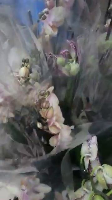 Отзывы о покупке комнатных растений оптом через DioFlowers с доставкой с аукциона из Голландии