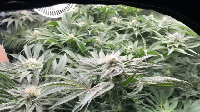 Week 6 flower - before defoliation - 9 plants in a 2x2 grow tent - pheno hunt смотреть онлайн