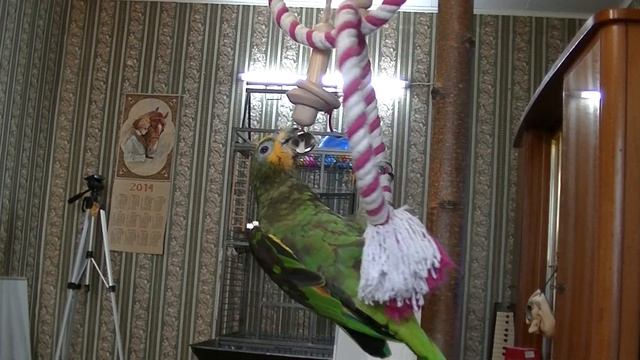 Жора и колокольчик смотреть онлайн