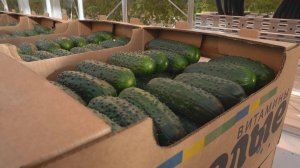 БОРЬБА С ОГУРЕЧНЫМИ СПЕКУЛЯНТАМИ