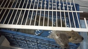 Женя забыл покормить ХОМЯКА и девчонок. Любопытные НУТРЯТА. 13.02.25