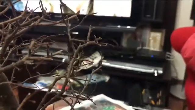 Bonsai elm -çin kara ağacı смотреть онлайн