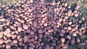 Картопля Рокко - характеристики і опис сорту