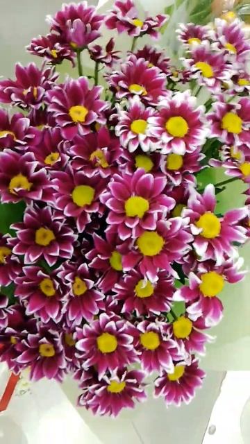 #родина #россия #песнядлядуши #dance #reels #flowers