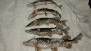 Ловля щуки на жерлицы