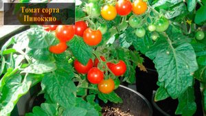 Томат сорта Пиноккио