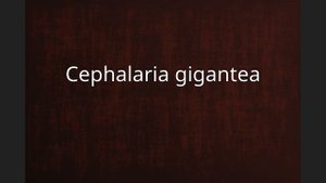 Cephalaria gigantea
