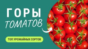 Горы Помидоров с Куста! Самые Урожайные Сорта, Которые Вас Удивят!