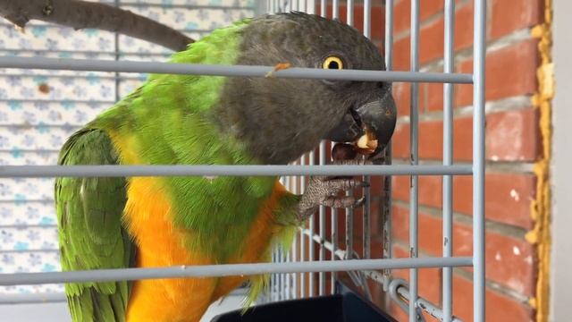 Сенегальский попугай/6/Кузя разгрызает кедровый орешек смотреть онлайн