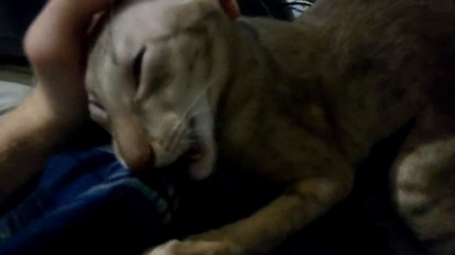 Миндаль(1) смотреть онлайн