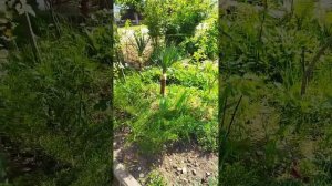 Юкка .Делаю пальмы из юкки.Уход за клумбой.
