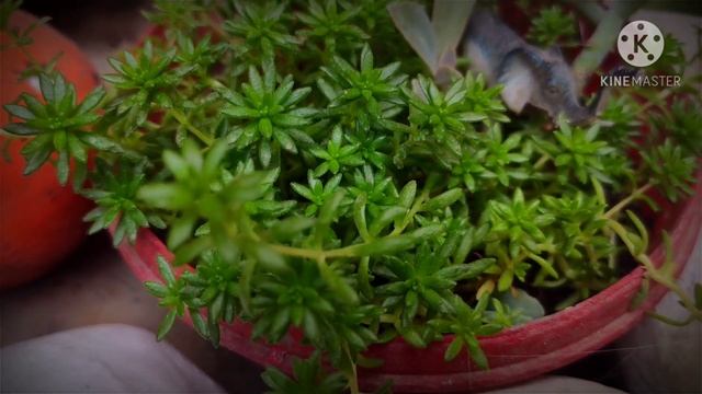 Care of lemon coral sedum and its Yellow flowers смотреть онлайн