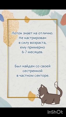 *ДОМА* Тимоша - необычайно ласковый молодой котик ищет дом! ❤