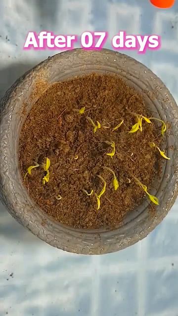 Grow Chilies in 12 sec | #shorts смотреть онлайн