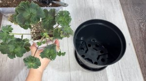 СРОЧНО в ФЕВРАЛЕ СДЕЛАЙ ТАК с ГЕРАНЬЮ чтобы уже в МАЕ цвела как не в себя!