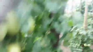 Обзор теплиц с томатами.