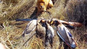 Четырёх взял 👍