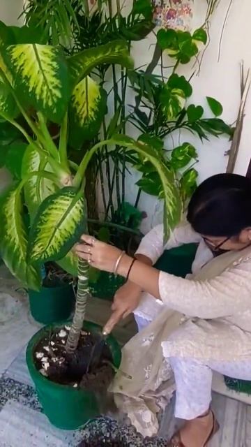 #Dieffenbachia plant care#Dump Cane plant#growing#youtubevideo# смотреть онлайн