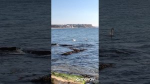 Севастополь. Орловский пляж. Лебеди в феврале!