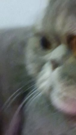 Котик. 🐱🐱🐱