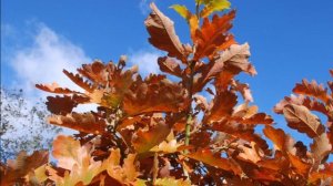 Quercus dentata 'Carl Ferris Miller'  (Daimyo Oak)