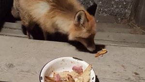 лиса 🦊 лёлик
