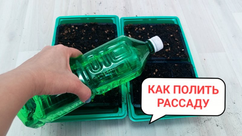 Как не перелить молодую рассаду