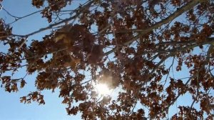 UW Madison Arboretum