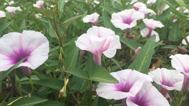 Water morning glory in our garden | Ipomoea aquatica | water spinach flowers смотреть онлайн