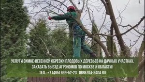 Услуги зимне-весенней обрезки плодовых деревьев в Москве, МО. Заказать выезд агрономов 84956695223