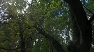 А дубы-колдуны есть ещё у страны...