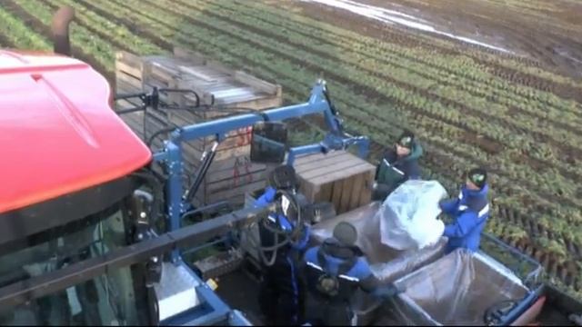 ASA-LIFT - SP-200 CFH - Carrot harvester смотреть онлайн