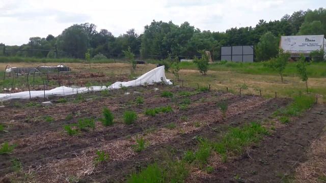 Как уберечь рассаду от майских заморозков. Полезный совет. Век живи, век учись. смотреть онлайн