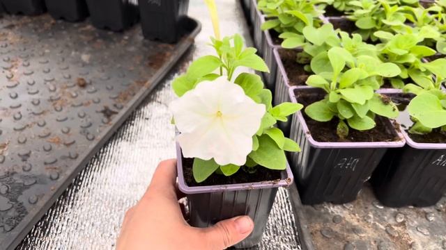Петуния для кашпо #петуния #цветочнаяферма #рассада #garden #цветы