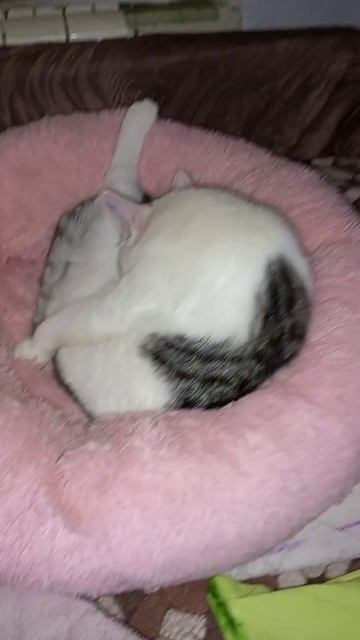 Котики готовятся спать😴 смотреть онлайн