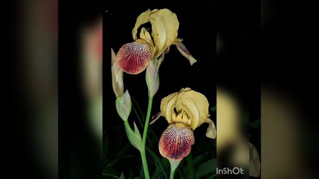 ночная красота смотреть онлайн