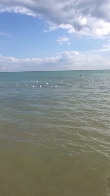 #shorts #proпомощь #чайка #море #помощь смотреть онлайн