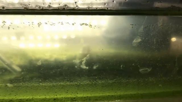 Mon installation pour la culture de l'algue Dunaliella Salina et l'élevage d'artemias смотреть онлайн