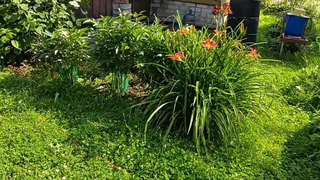 Развесила чеснок. смотреть онлайн