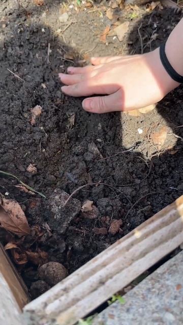 Какие цветы посадить в открытый грунт?Настурция в открытый грунт #открытыйгрунт#садовод #цветынадач смотреть онлайн