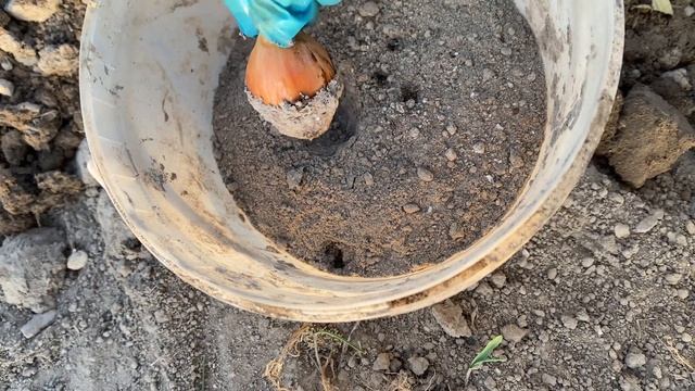 ЛУК вырастет крупный, всего 2 ВАЖНЫХ правила при посадке! смотреть онлайн