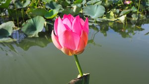 Лотосы Тамани