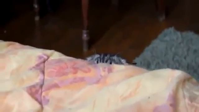 Кот смотрит ужастики смотреть онлайн