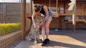 Неужели возможно зацеловать гепарда? Герда и Маша и их взаимоотношения❤️