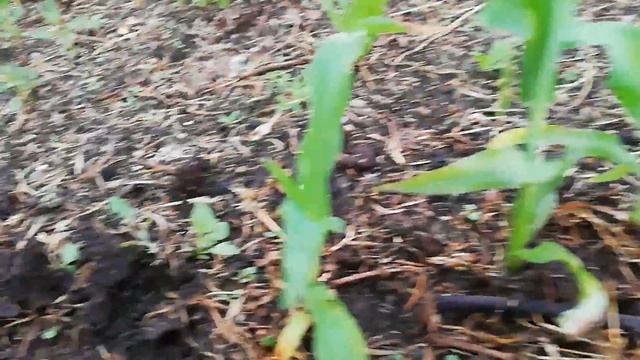 Прореживаем кукурузу🌽
