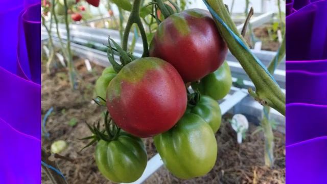 Каталог новых сортов томатов 2023 г. Часть 6. г. Киров смотреть онлайн