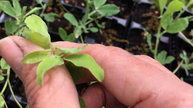 Building a sweet pea wigwam смотреть онлайн