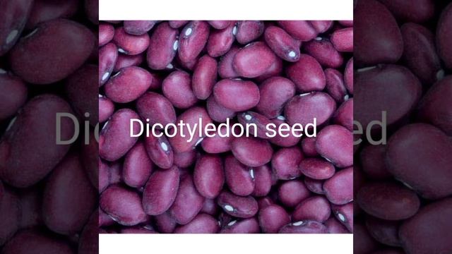 Monocot vs Dicot смотреть онлайн