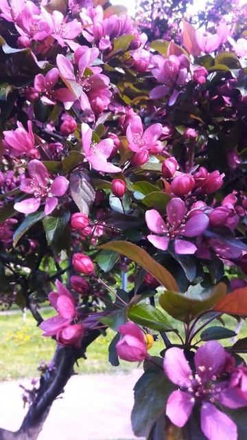 Санкт-Петербург,июнь! смотреть онлайн