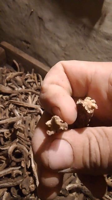 Лопух корень в сушеном виде смотреть онлайн